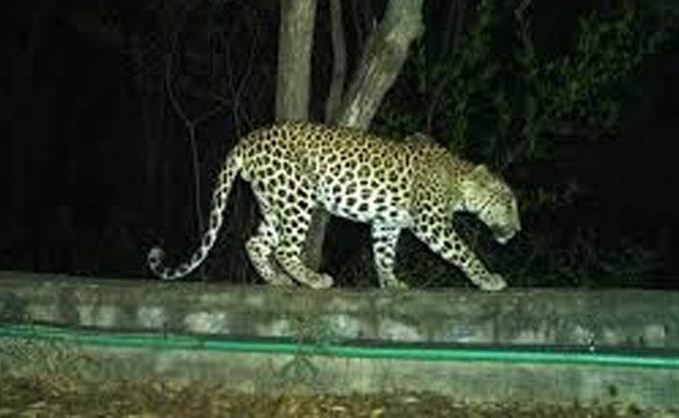 Cheetah-Hulchu.jpg