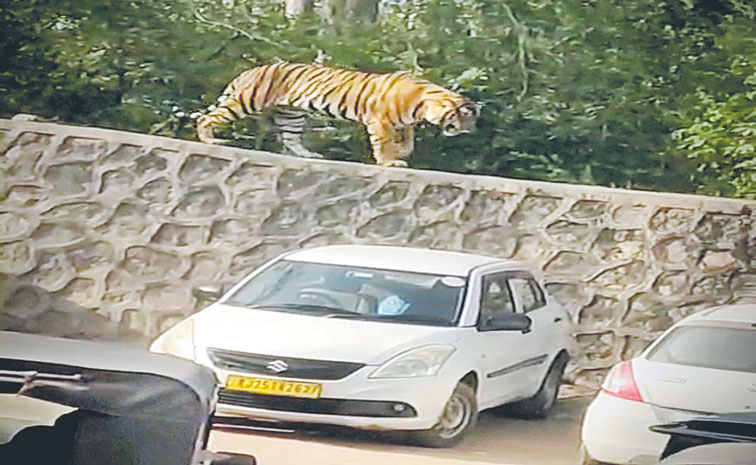 TIGER---RANTHAMBORE-FORT-PA.jpg