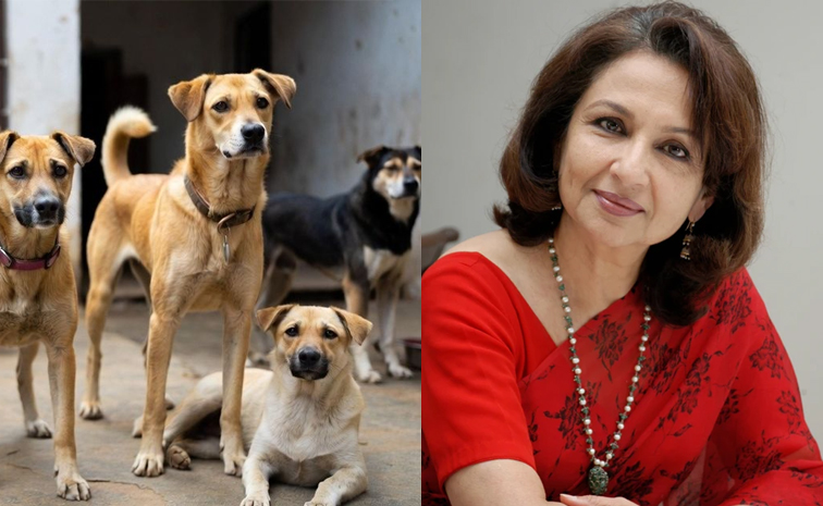 steetdogs-sharmilathagore.jpg