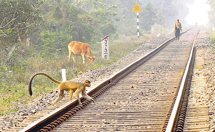 TRAIN.jpg