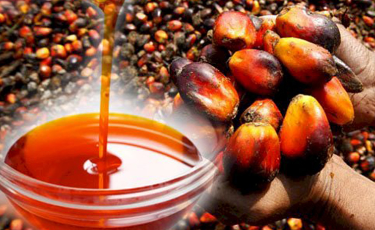 oil-palm.jpg