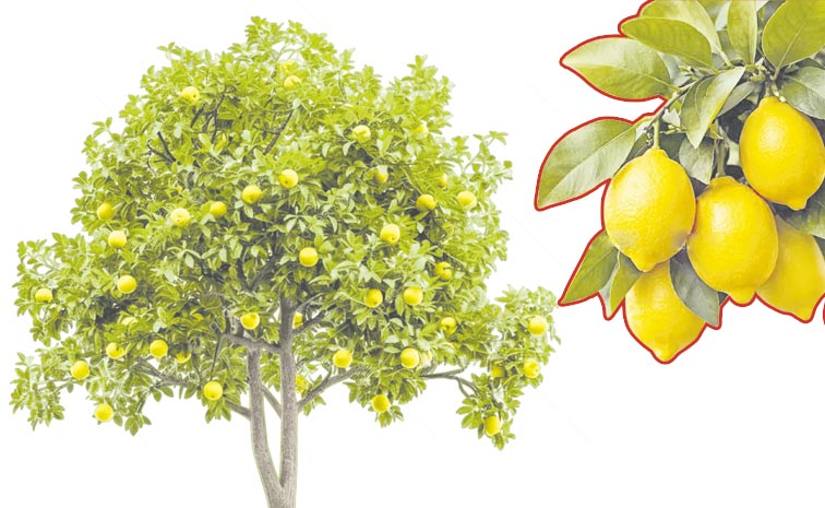 lemon-cut.jpg