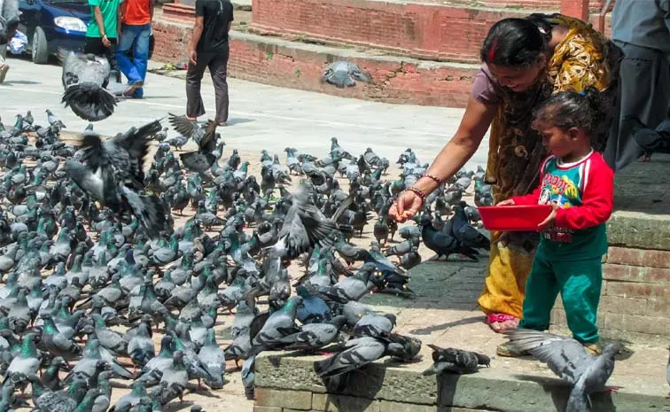 PIGEON.webp