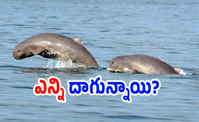 Dolphin-census.jpg