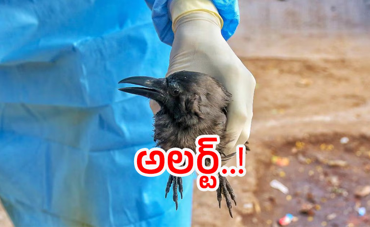 Bird-Flu.jpg