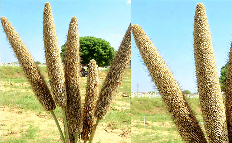 Hybridpearlmillet.jpg