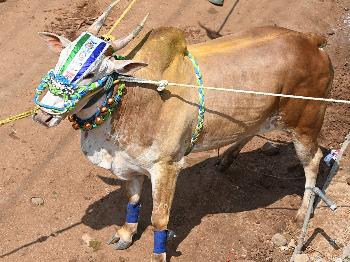 Rangampeta_20Jallikattu_202026_20Photos__20_2812_29.jpg 12