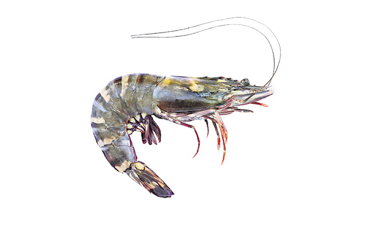 prawns.jpg