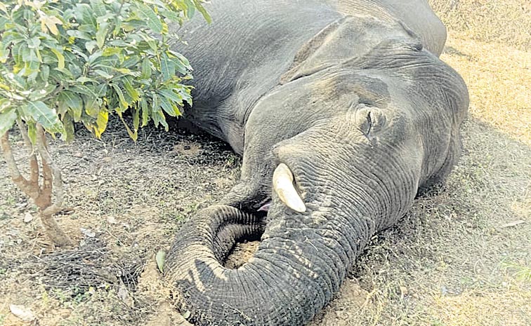 Elephant.jpg