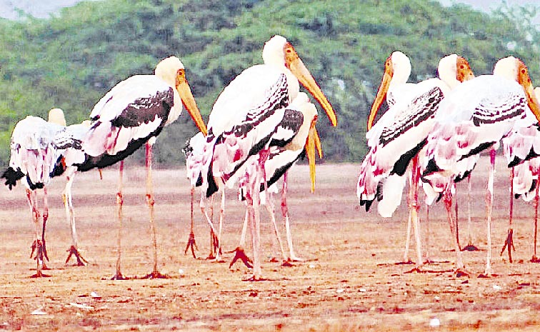 migratory-birds.jpg