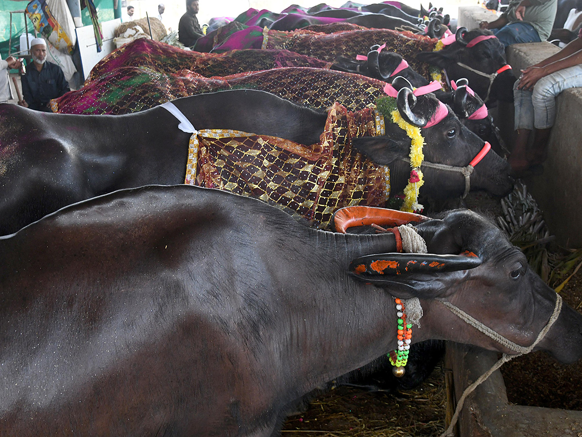 Animal_20Fest_20_28Pashu_20Sankranthi_29_20in_20Narsingi_20at_20Hyderabad__20_2810_29.jpg 10
