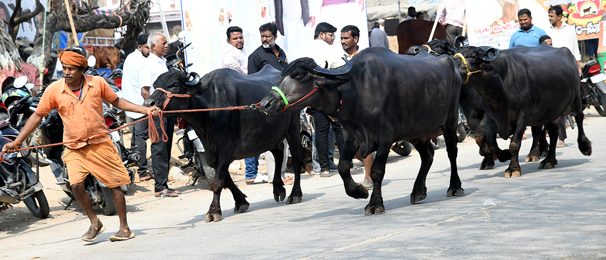Animal_20Fest_20_28Pashu_20Sankranthi_29_20in_20Narsingi_20at_20Hyderabad__20_2811_29.jpg 11