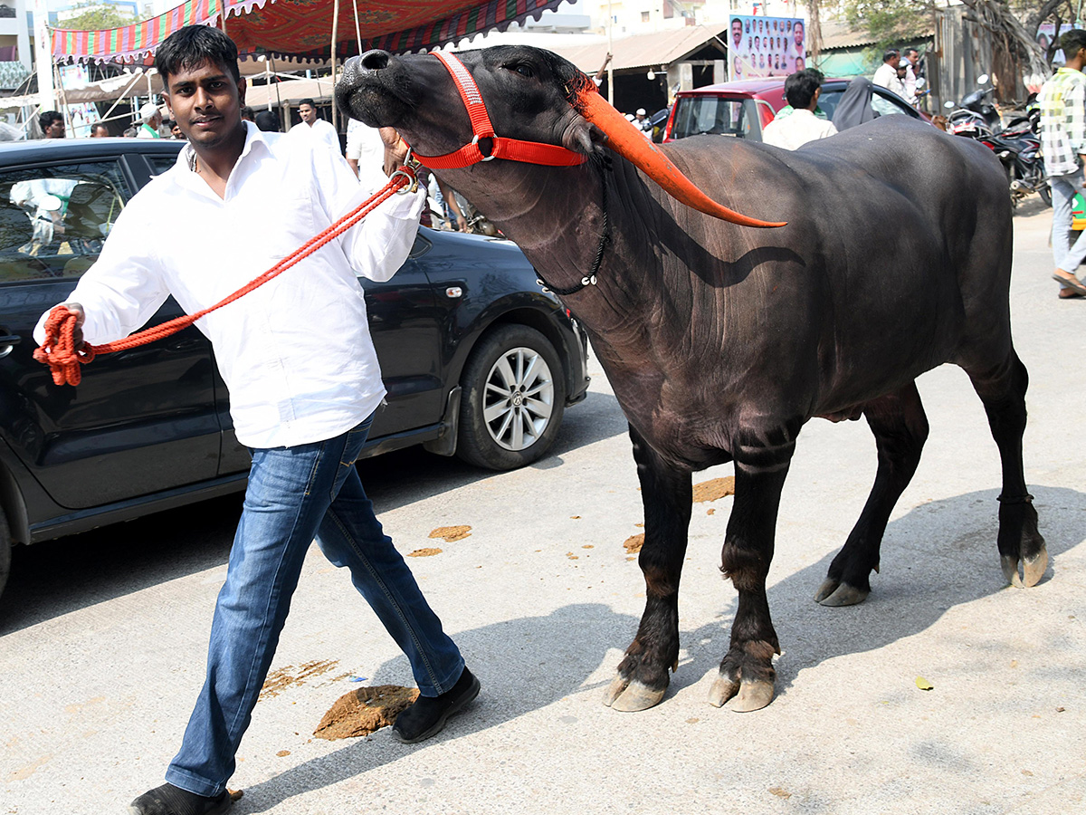 Animal_20Fest_20_28Pashu_20Sankranthi_29_20in_20Narsingi_20at_20Hyderabad__20_2812_29.jpg 12