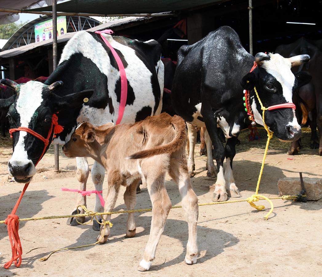 Animal_20Fest_20_28Pashu_20Sankranthi_29_20in_20Narsingi_20at_20Hyderabad__20_2817_29.jpg 17