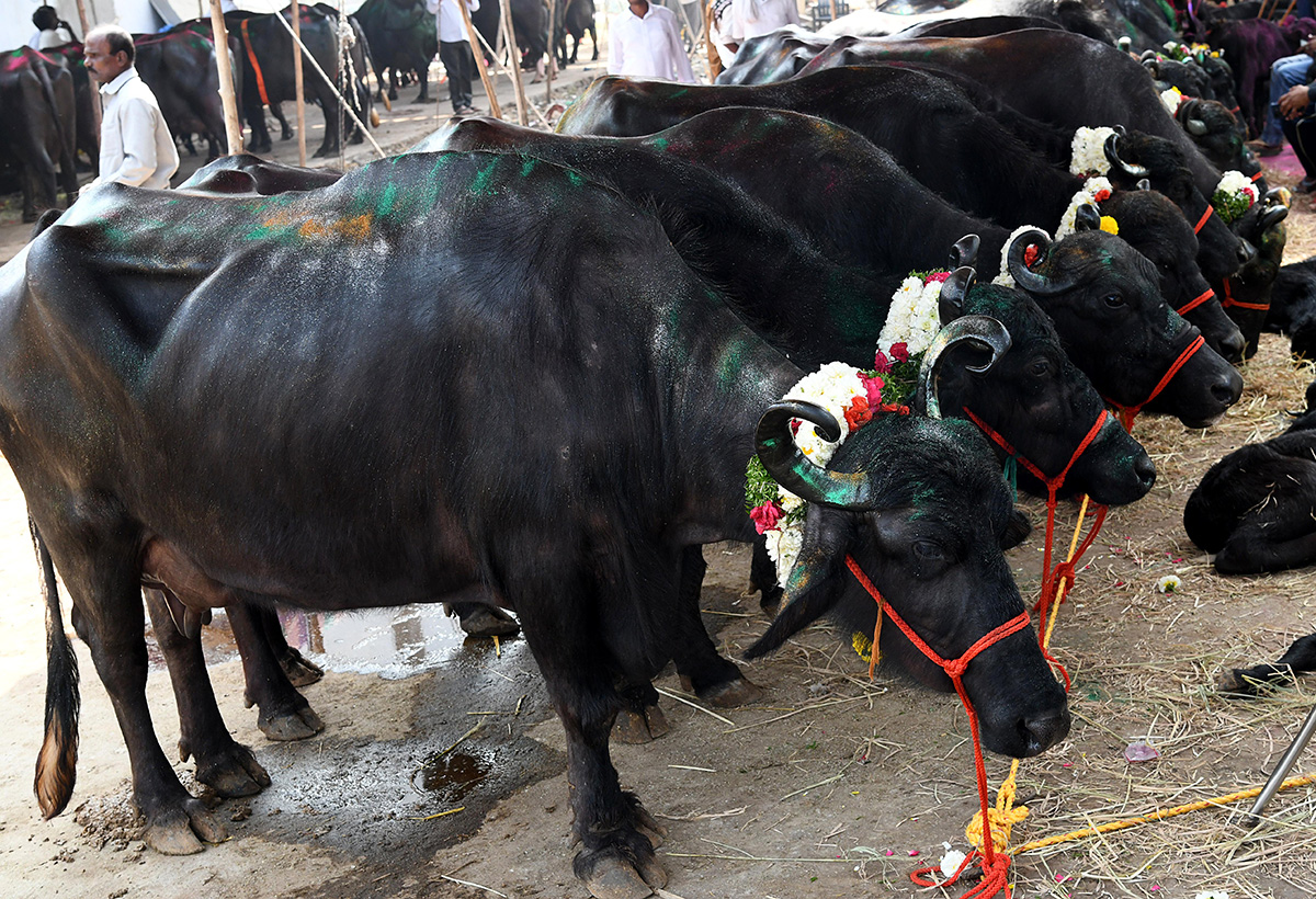 Animal_20Fest_20_28Pashu_20Sankranthi_29_20in_20Narsingi_20at_20Hyderabad__20_2818_29.jpg 18