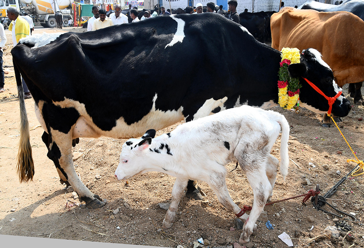 Animal_20Fest_20_28Pashu_20Sankranthi_29_20in_20Narsingi_20at_20Hyderabad__20_2819_29.jpg 19