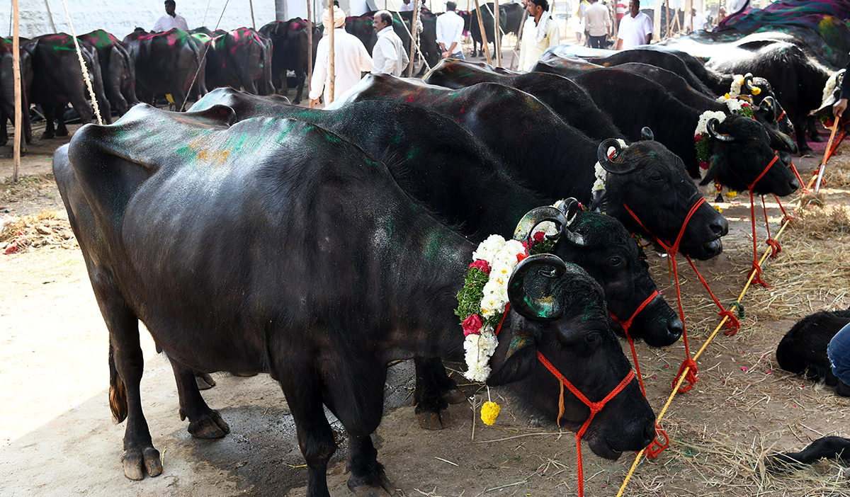 Animal_20Fest_20_28Pashu_20Sankranthi_29_20in_20Narsingi_20at_20Hyderabad__20_2821_29.jpg 21