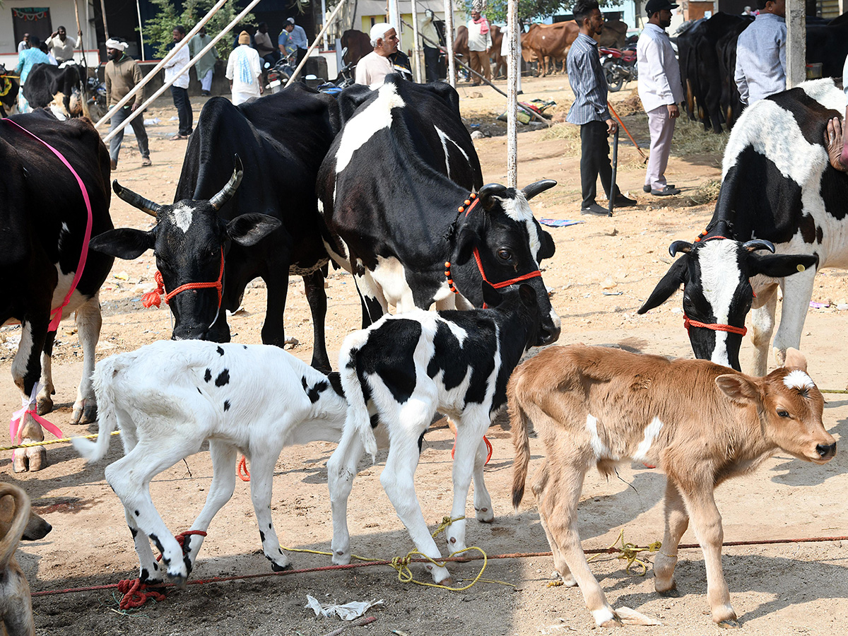 Animal_20Fest_20_28Pashu_20Sankranthi_29_20in_20Narsingi_20at_20Hyderabad__20_284_29.jpg 4