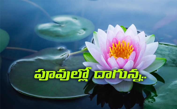 lotus-flowers.jpg