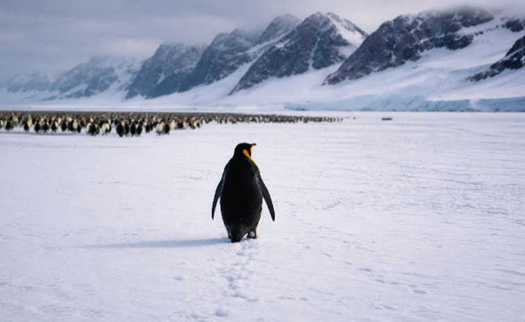 LONE-PENGUIN11.jpg