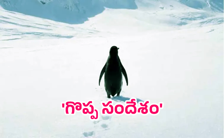 pengwin.jpg