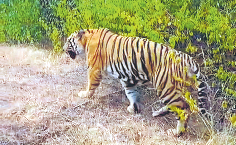 tiger.jpg