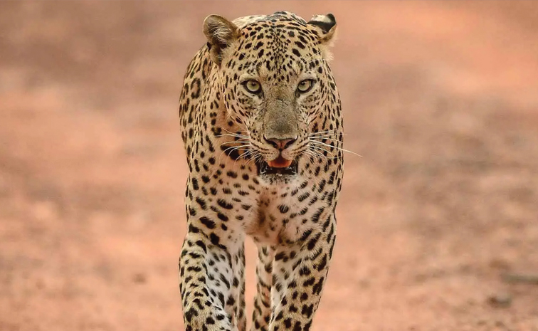 leopard.jpg