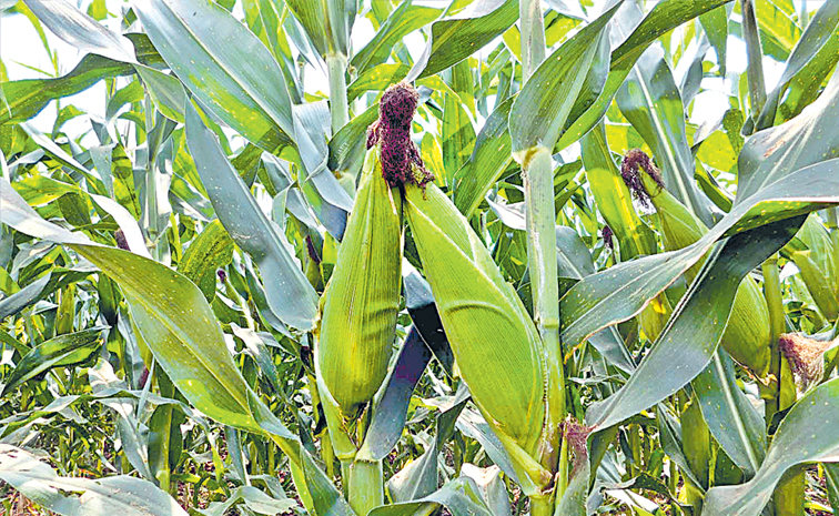 CORN-5.jpg
