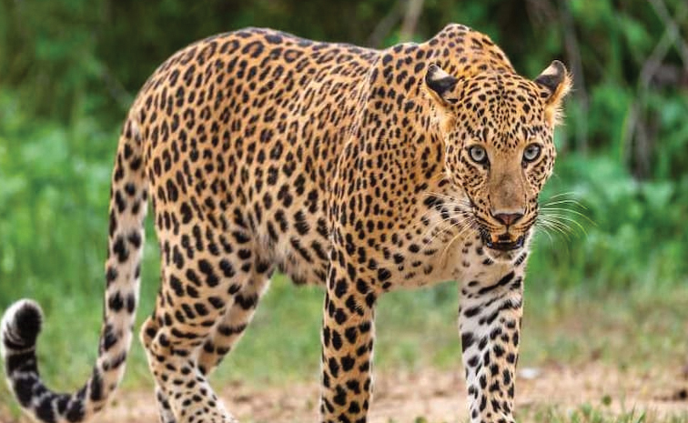 leopard.jpg