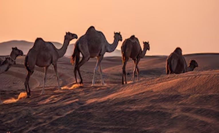 camel.jpg