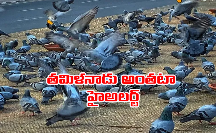 TN-Chennai-H5N1.jpg