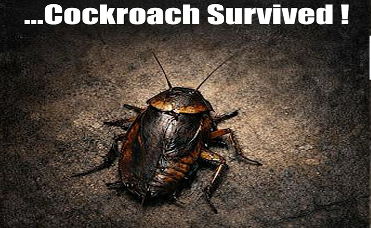 cocraoch.jpg