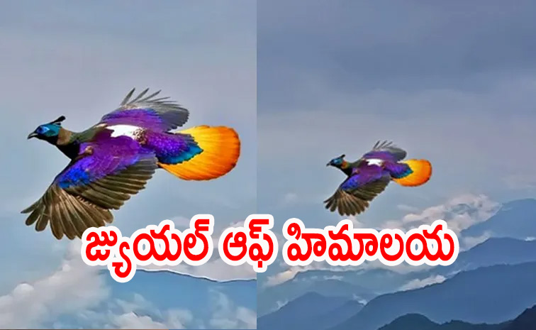 Birds.jpg
