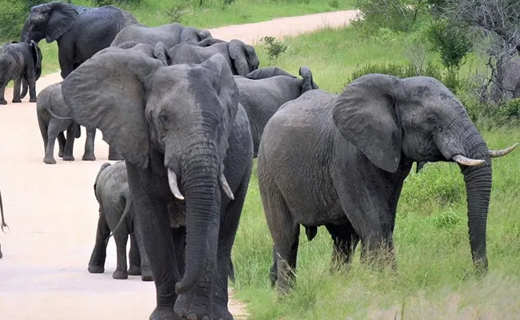 ELEPHANTS.webp