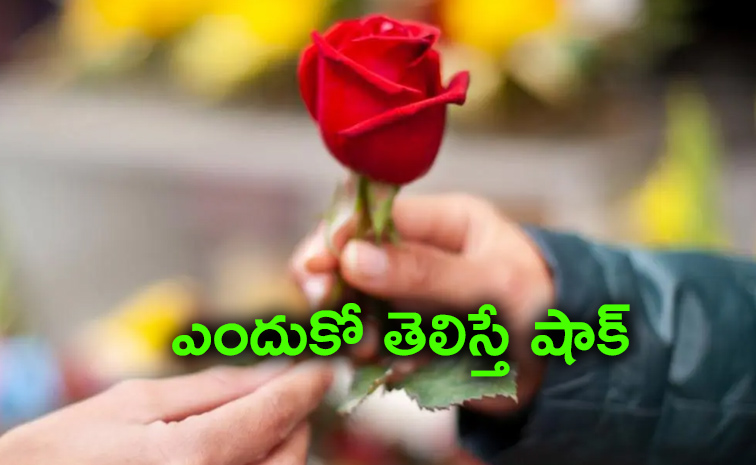 Rose-Day.jpg