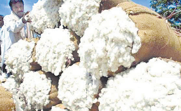 cotton.jpg