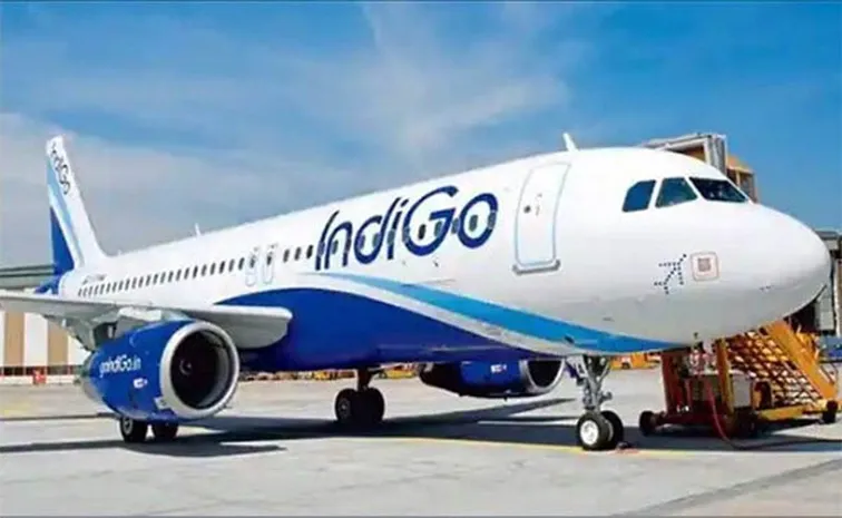 indigo.webp