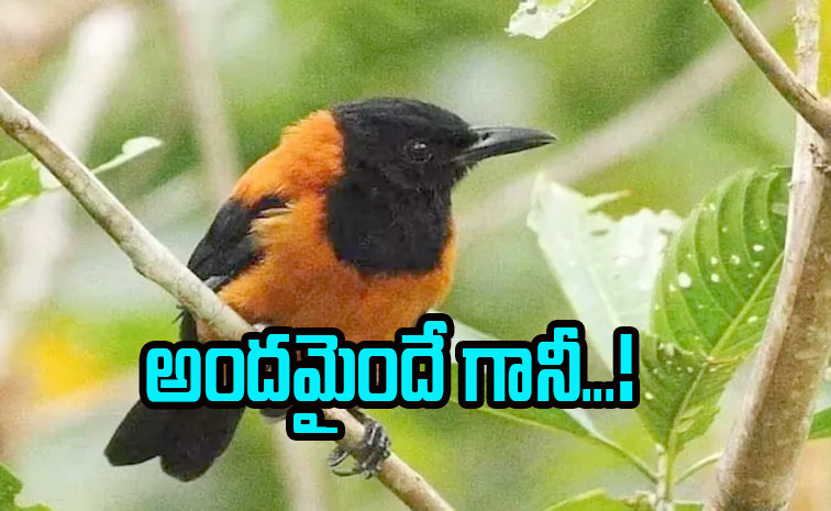 bird.jpg