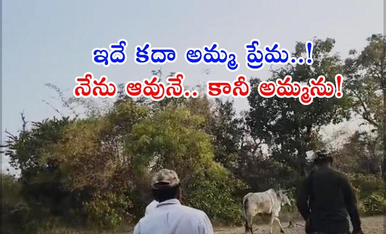 Cow_Love.jpg