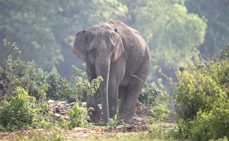 elephant.jpg