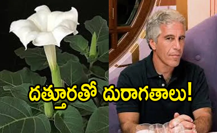 Zombie-Flower.jpg