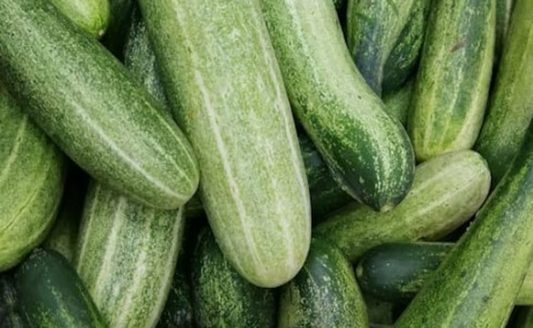 Cucumber.jpg