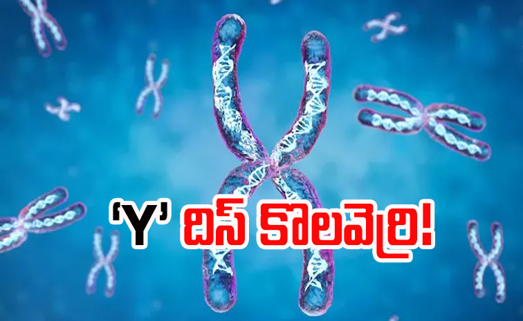 Y-chromosome.jpg