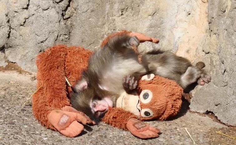 monkey.jpg