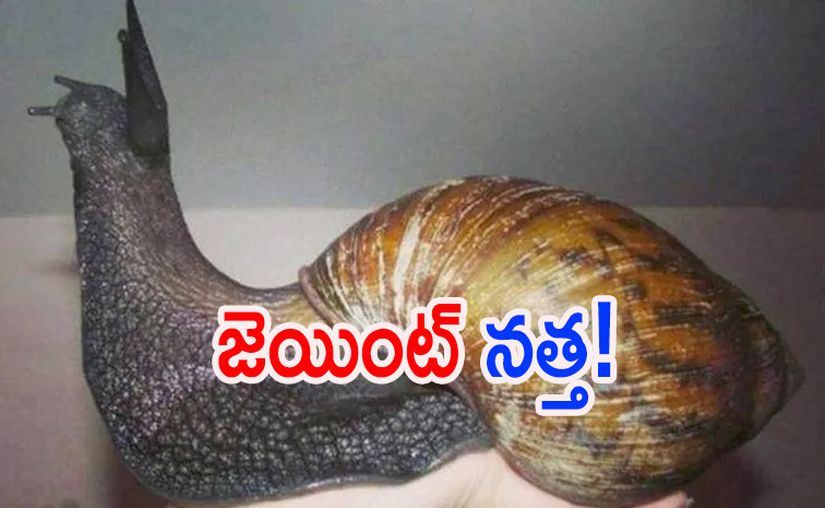 snail_0.jpg