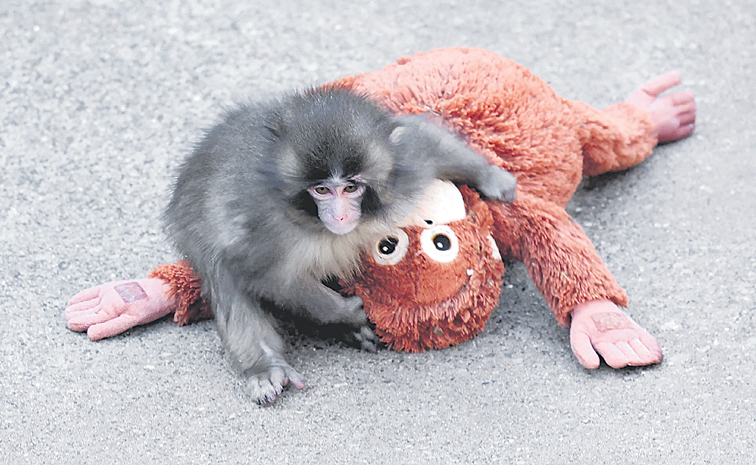 Monkey.jpg