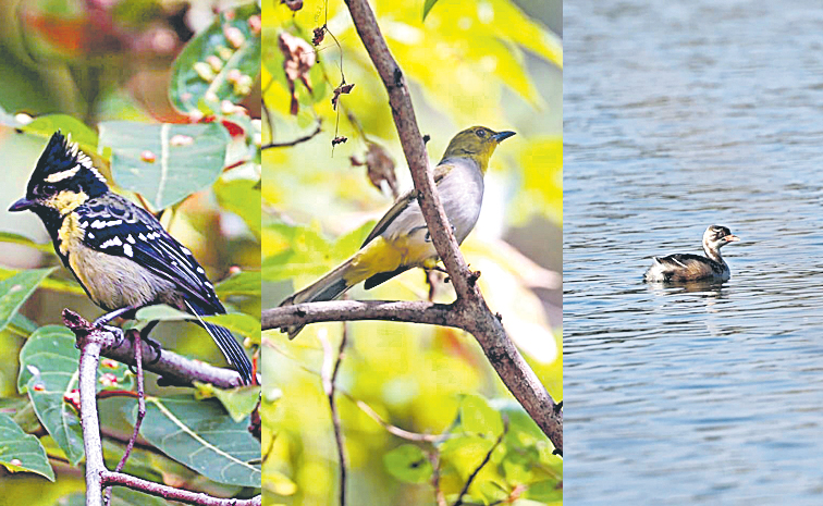 birds.jpg
