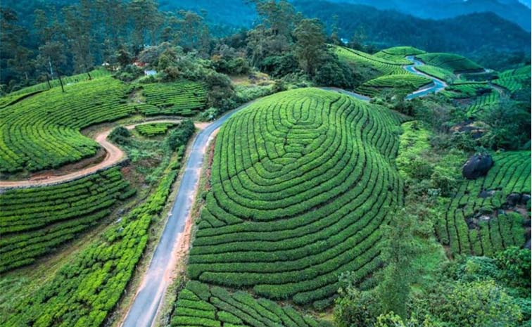 green.jpg