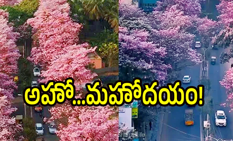 flowers.jpg