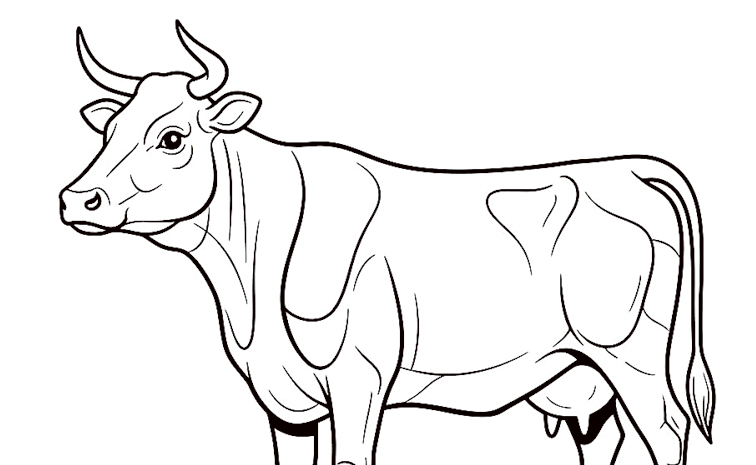 COW.jpg